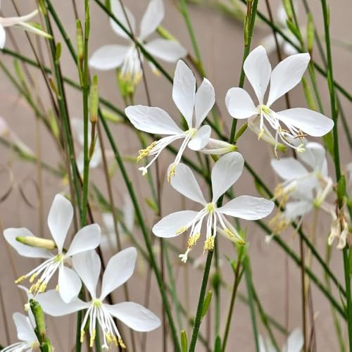 prachtkerzesamen winterhart - deko exotische zimmerpflanzen balkon indoor garten 50pcs