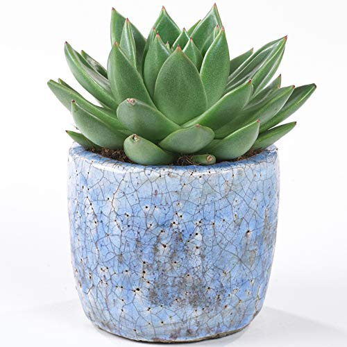 Echeveria Miranda Plante Succulente en pot 10-20 cm pour le bureau en promo à offrir en cadeau