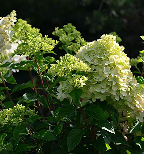 Rispenhortensie Little Lime® 40-60cm - Hydrangea paniculata - lebende Gartenpflanze aus den Baumschulen