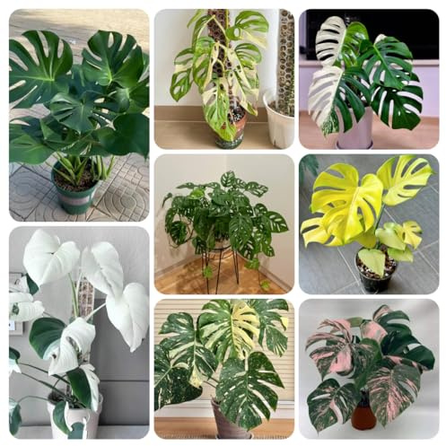 semillas de monstera raras, para exteriores perennes resistentes, jardín de balcón, 300pcs