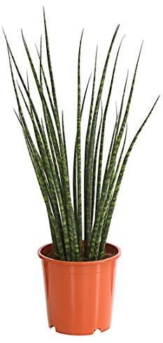 Dehner Bogenhanf Mikado, mehrtriebig, ca. 70-80 cm, Ø Topf 18 cm