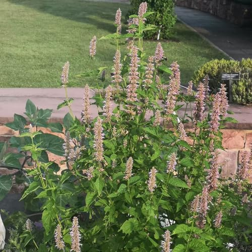 semi di ortica profumata, aiuole rialzate, luoghi soleggiati ortica profumata, giardino da interno da giardino tappezzanti 100pcs