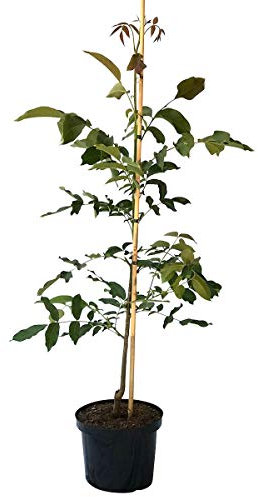 Walnussbaum als Sämling, besonders kräftig und robust groß werdender Baum 80-100 cm 10 Liter Topf