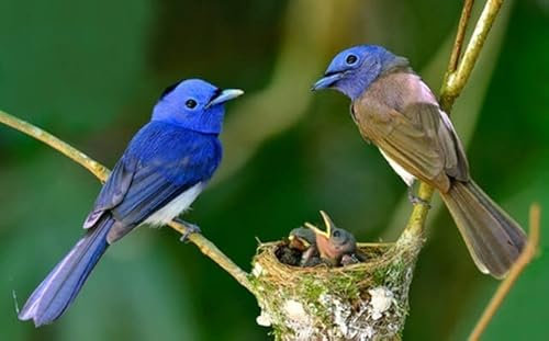 adrium Acryl-Bild 130 x 80 cm: Black-naped Blue Flycatcher-Eltern, die ihre Küken im Nest mit Liebe bewachen, große Blaue Vogelfamilie (26688830)