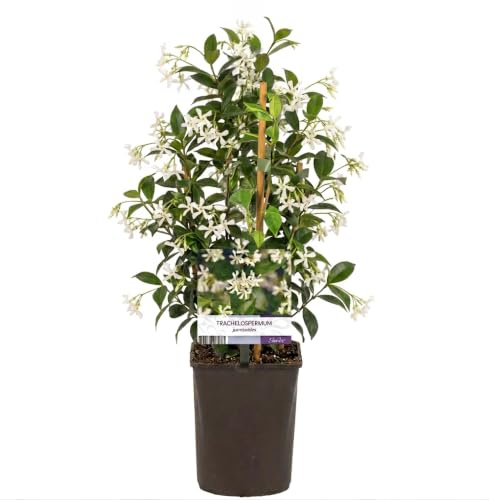 GardenersDream Trachelospermum Jasminoides - Jasmin Étoilé - Plante Grimpante Persistante Résistante au Froid - Plante Extérieur Parfumée