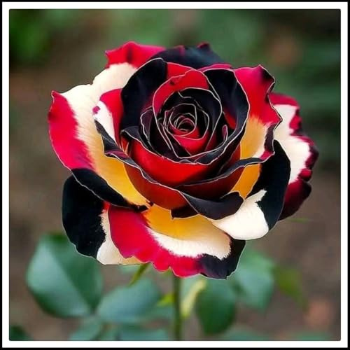 Resistente al frío - Vertical - Raíces de rosas - Decoración paisajística para terraza y jardín -/【CXXFGFT】.-1 rizoma-F