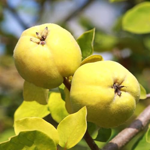 Quittenbaum pflanzensamen pflanztöpfe balkon deko spalierobst steingartenpflanzen zwergobstbäume dachbegrünung balkonpflanzen winterhart biosaatgut obstpflanzen säulenobst winterharte 150samen