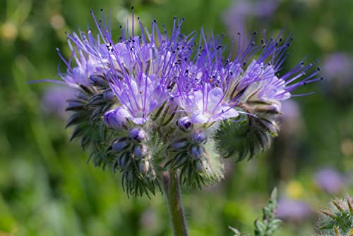 50000 Phacelia Samen Bienen Wiesen Blume Phacelia tanacetifolia Wildblume Bodenkur