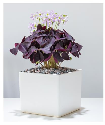 10 x Oxalis Triangularis Bulbs Purple Shamrock Summer Flowering Perennial Easy to Grow Plants