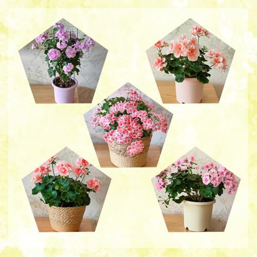 50 pcs geranien samen mehrjährig schnittblumen exotische pflanzen hängegeranien blumensamen gastgeschenk samen wildblumenwiese kletterpflanzen winterhart schnellwachsend blumen samen