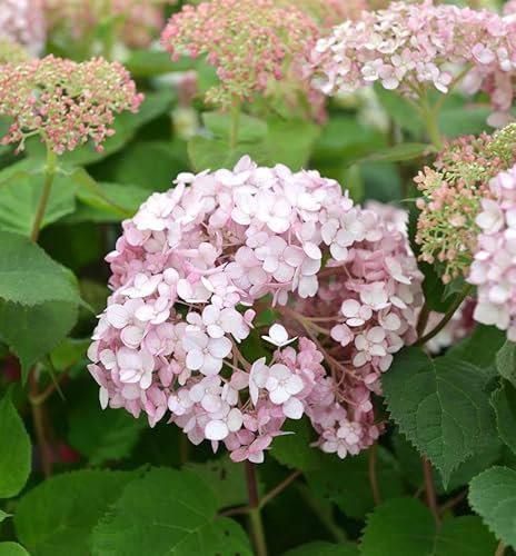 Ballhortensie Sweet Annabelle 30-40cm - Hydrangea arborescens - lebende Gartenpflanze aus den Baumschulen