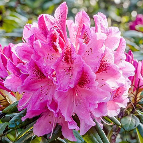 Rhododendron Cosmopolitan Evergreen Outdoor Garden Shrub Pink Red Flowering Plant in Pot (2 Litre Pot, 30-50cm)