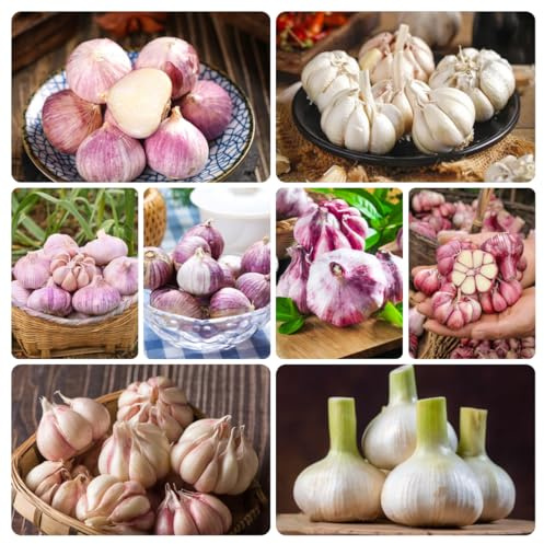 ajo para semillas - Comprar interior, silvestres. resistentes para jardín, 120pcs