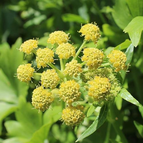 semi di levistico, selvatiche aromatiche da giardino verdi esotico resistenti per giardini rocciosi giardino aromatiche medicinali vecchie varietà 450pcs