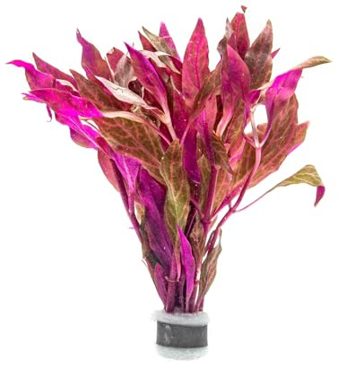 SubstrateSource Live Aquarium Red Stem Plants - Freshwater Aquatic Plant for Fish Tanks, Aquascaping - (Alternanthera Reineckii Rosanervig, 1 Bunch)