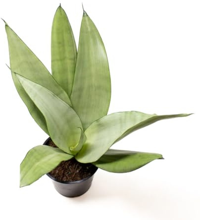 Sansevieria Moonshine Planta Natural de Interior Exótica y Fácil de Cuidar