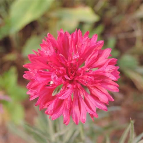 Semillas de aciano, perenne, resistente balcón jardín rocas 150pcs