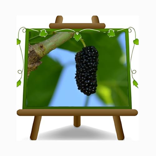 EURO PLANTS VIVAI Gelso Regina Nero in Vaso 26 cm, Altezza 180-200 cm, 4 Anni