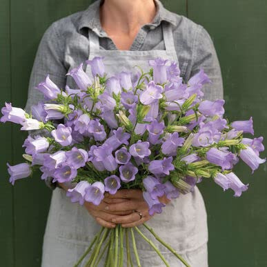 Lavender Bellflower Seeds for Planting (50 Seeds) - Campanula Medium