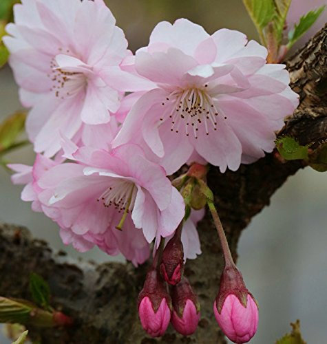 Frühe Zierkirsche 125-150cm - Prunus Accolade - lebende Gartenpflanze aus den Baumschulen