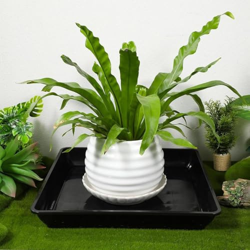 Eoixuqba Lot de 2 soucoupes carrées pour Pots de Fleurs, 35 x 35 x 5,5 cm, sans Trous - Plateau d'égouttement pour - Noir - Soucoupe Plasti sans Trous pour Jardin, Balcon, Cour