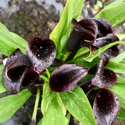 5bulbi di calla resistenti, decorativi, vere di calle, giardino da balcone, crescita copertura del terreno