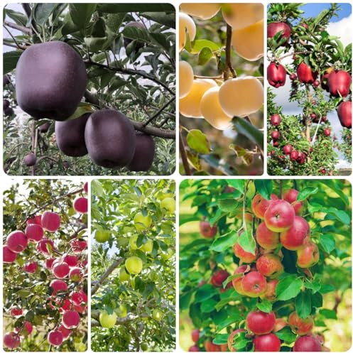 semi di mela - melo rari colonnari mela cespugli di bacche frutteto biologici balcone colonnari siepi, arbusti, decorazioni per 160semi