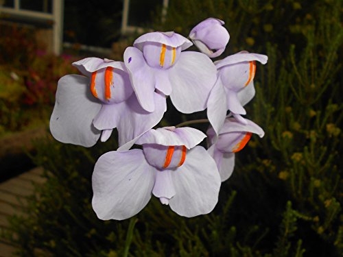 Utricularia Reniformis ~ impresionante Bladderwort carnívora ~ 10 Semillas muy raro ~