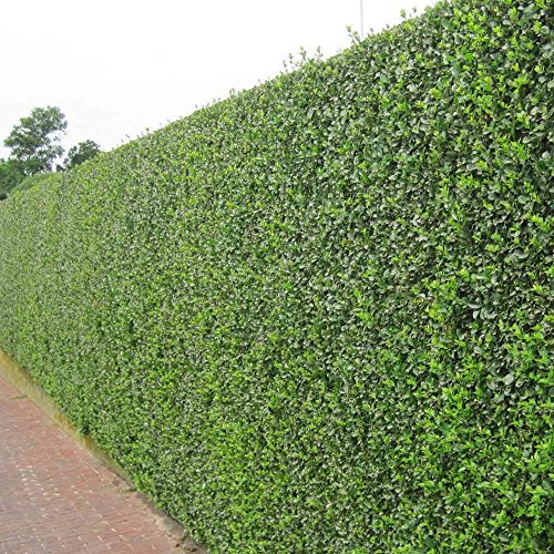 Stauden Gänge 100 x Ligustrum ovalifolium (Gehölz/Heckenpflanze/Winterhart/Mehrjährig/Immergrün) Ovalblättriger Liguster - Immergrüne Eleganz für Hecken und Gärten - Top als Hecke