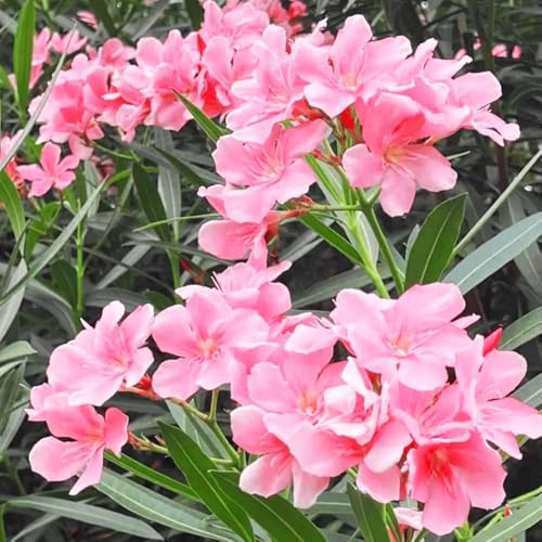 semillas de adelfa - resistentes para jardín, semillas de jardín del prado exóticas las 45pcs