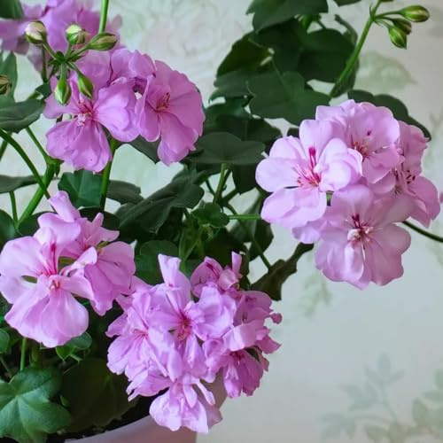 semillas de geranio perenne - interior Variedades antiguas decorativas resistentes primavera balcón 60pcs