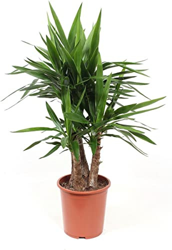 Yuca Planta Viva para Terraza y Jardín 90cm Altura
