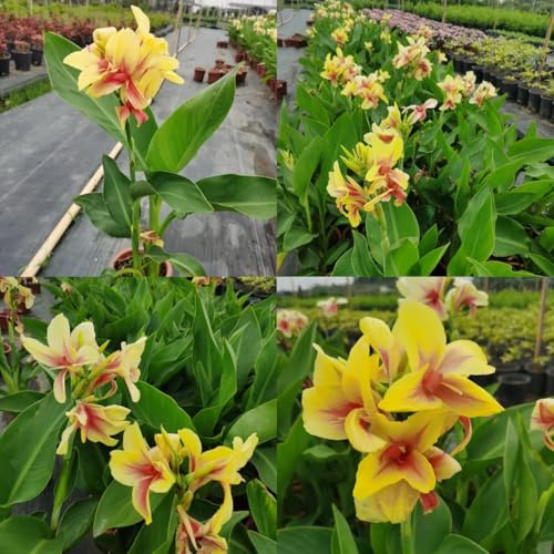 12zwiebeln cannazwiebeln kaufen, canna lily topfpflanzen draußen winterhart herbstblumen, frühlingsblumen balkon gartenblumen