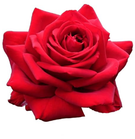 Rose Plant - Hybrid Tea 'Loving Memory' - 1 x Full Plant in 5 Litre Pot - Roses - Garden Ready - Ready to Plant - Premium Quality Garden Shrubs