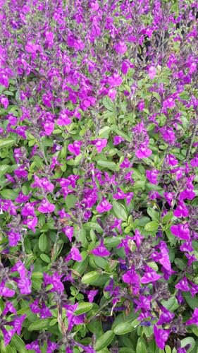 Salvia greggi MIRAGE 'Violet'® / Sauge arbustive Violette/Conteneur de 3 à 4 litres/Vivace