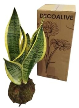 Planta Natural en Kokedama – Lengua de Suegra – Sansevieria Laurentii – DECOALIVE