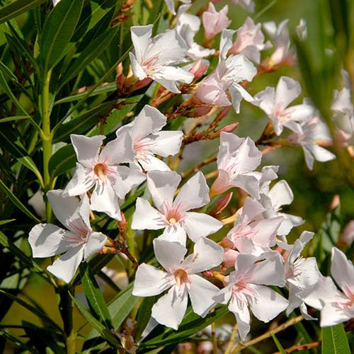 100pcs Oleander Flower Seeds