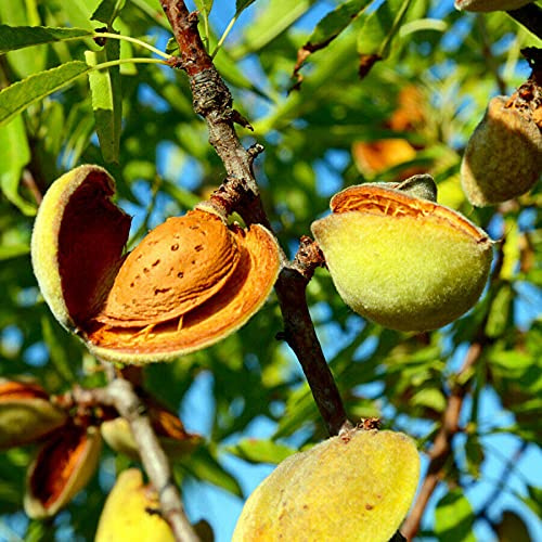 Mandorlo pianta da frutta innestata di 2/3 anni in vaso da 5 litri MADE IN ITALY Vivaio di Castelletto