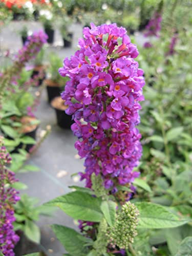 Buddleja Miss Violet ® - Schmetterlingsstrauch - Sommerflieder