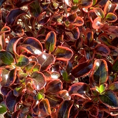 Plant Theory Inferno Coprosma Coprosma Shrub Plant 2L Pot