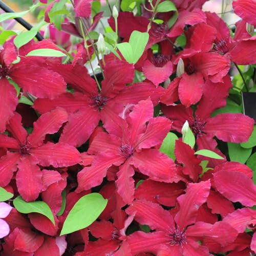 Clematis Kardynał Wyszyński 1L - Auch für Gartenanfänger geeignet