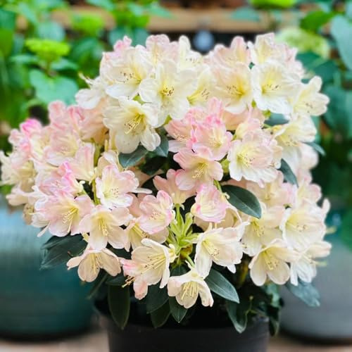 rhododendron, azalee winterhart, rhododendron, mehrjährige, 10samen