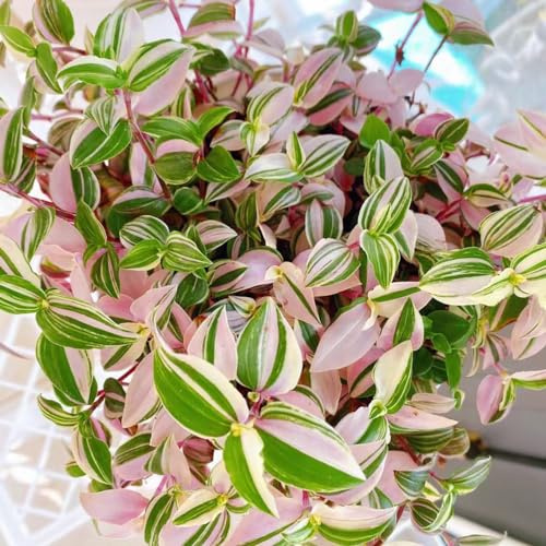 Grünlilie - exotische pflanzensamen grünpflanzen kräuterpflanzen alte sorten geschenke für gärtner nachhaltige produkte balkongewächshäuser zimmerpflanzen immergrüne winterhart 35Samen