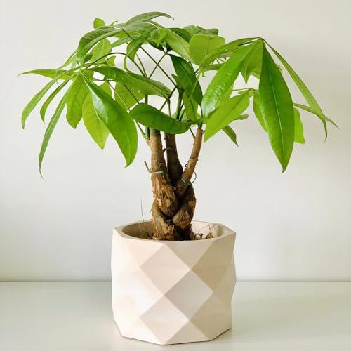 glückskastanie zimmerpflanze samen, kletterpflanzen,garten geschenke für frauen topfpflanzen für draußen,balkon pflanzen geschenke für gartenfreunde,pflanzen samen pflanzen 3pcs