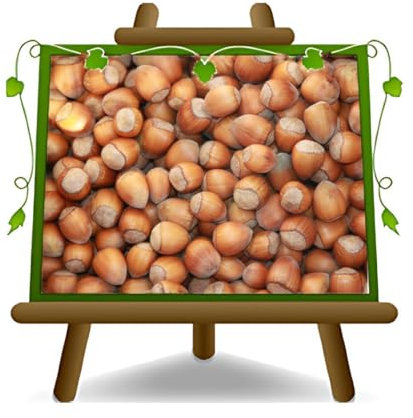 EURO PLANTS VIVAI Nocciolo Tonda Gentile Trilobata Pianta da Frutto su Vaso ø 20 cm - Altezza 150-170 cm - Età 2 Anni