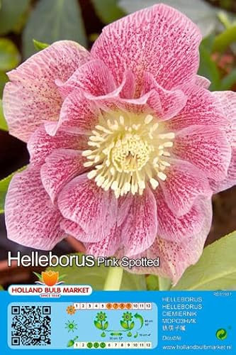 CHRISTROSEN - SPARSET : 3 RHIZOME Christrose Schneerose Lenzrose Helleborus  Double Ellen Spotted Pink  winterhart 1 Rhizom
