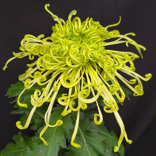 semi di crisantemo resistenti, giardino rare da balcone vecchie varietà di biologici per esterni, 200pcs