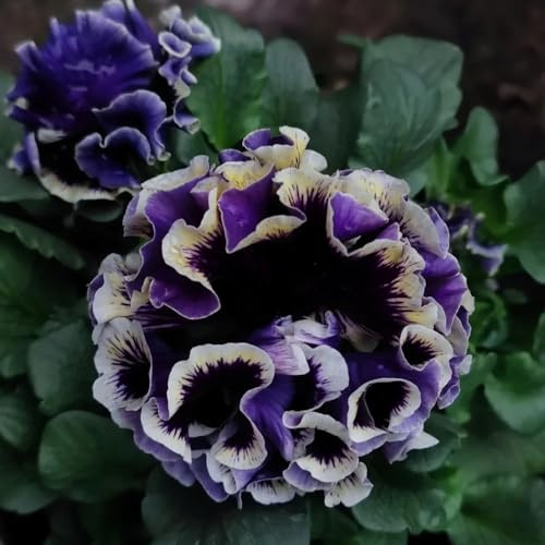 semi resistenti di viola corno, perenni resistenti Viola cornuta, decorazione di farfalle selvatici d'appartamento da balcone 200pcs