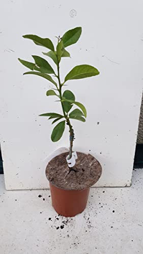 Citrus limon 'Lunario' greffé sur Poncirus trifoliata/Citronnier 4 Saisons 'Lunario' / Conteneur de 1 à 1.9 litres/Tigette