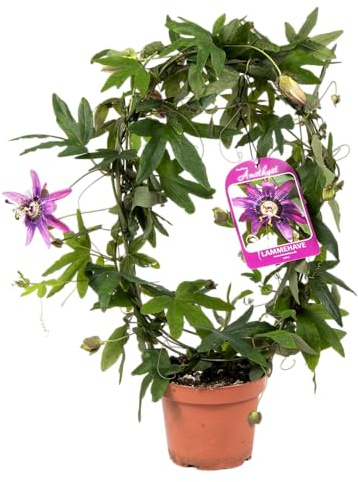 Flor de la Pasión en Maceta Passiflora Viva y Exótica Planta Trepadora Natural de Exterior